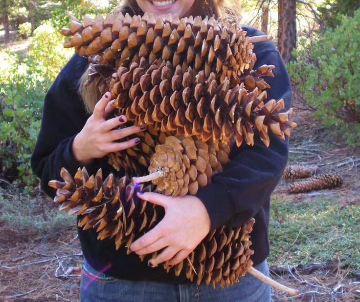 Picture of huge pine cones